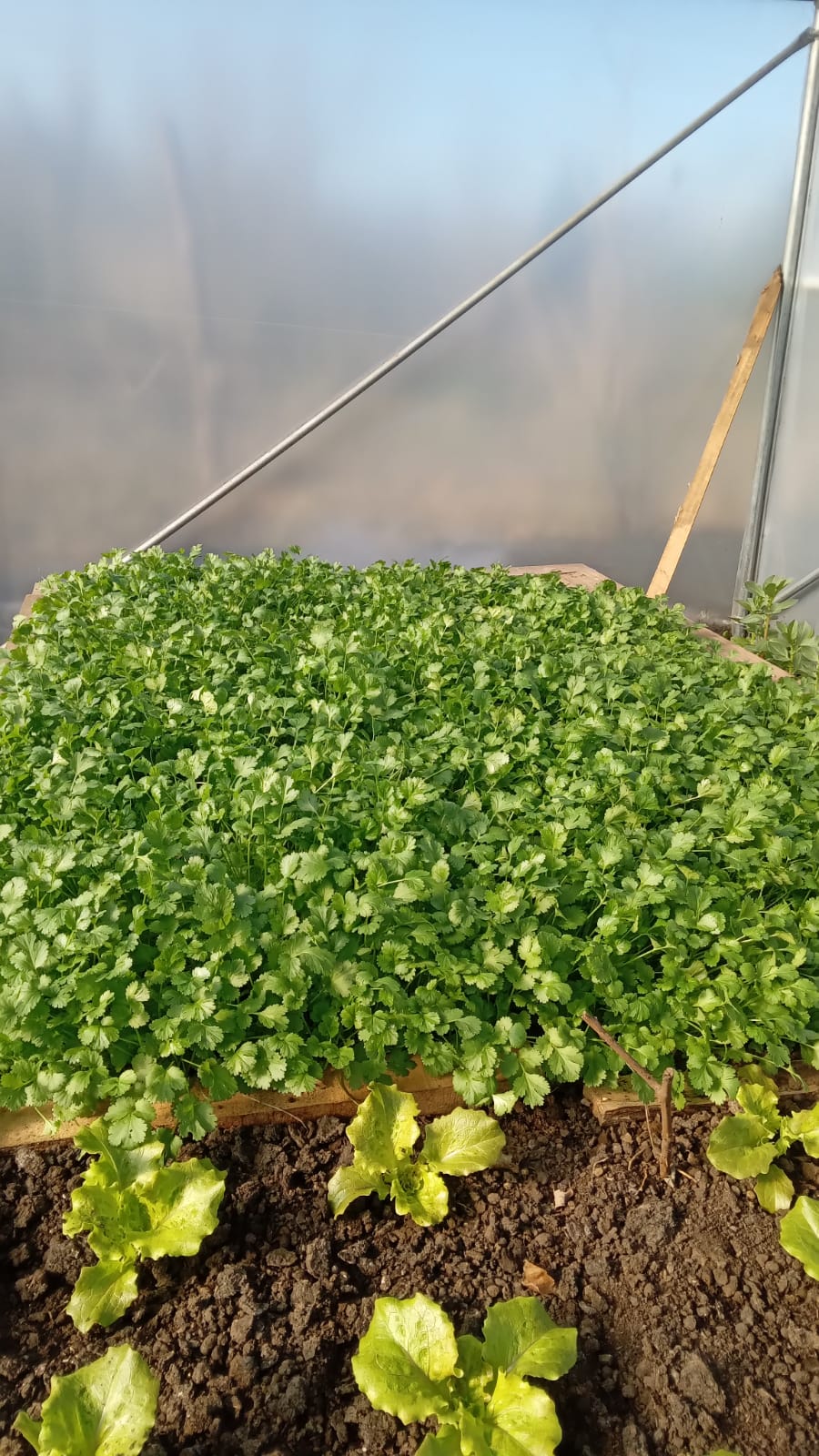 plantas nativas y de ortalizas