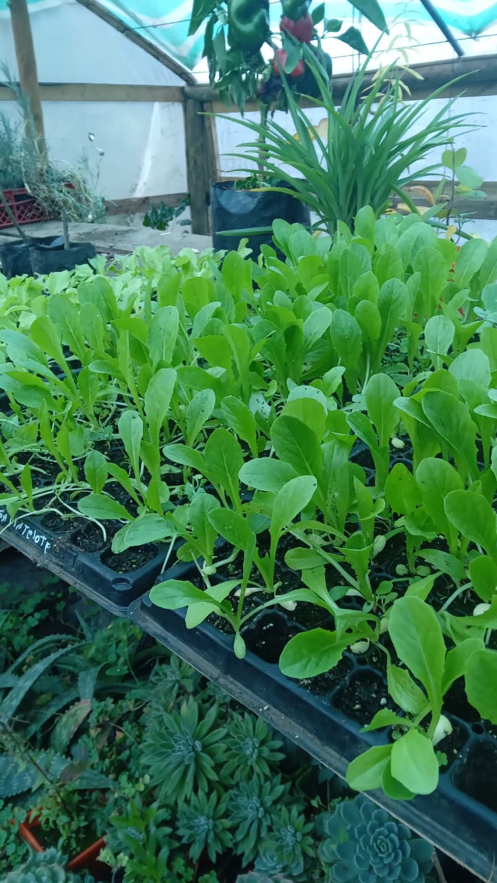plantas nativas y de ortalizas