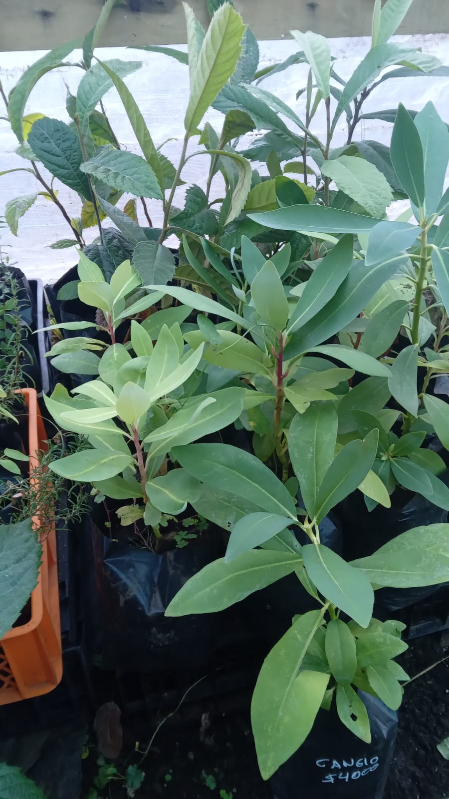 plantas nativas y de ortalizas
