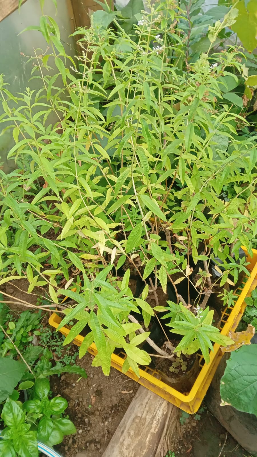 plantas nativas y de ortalizas