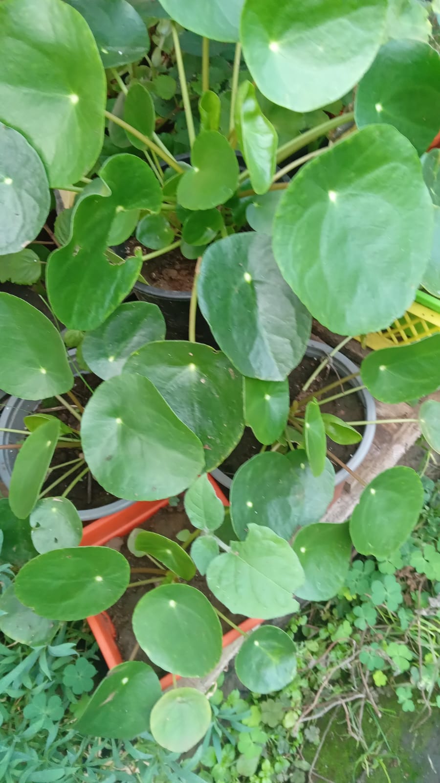 plantas nativas y de ortalizas