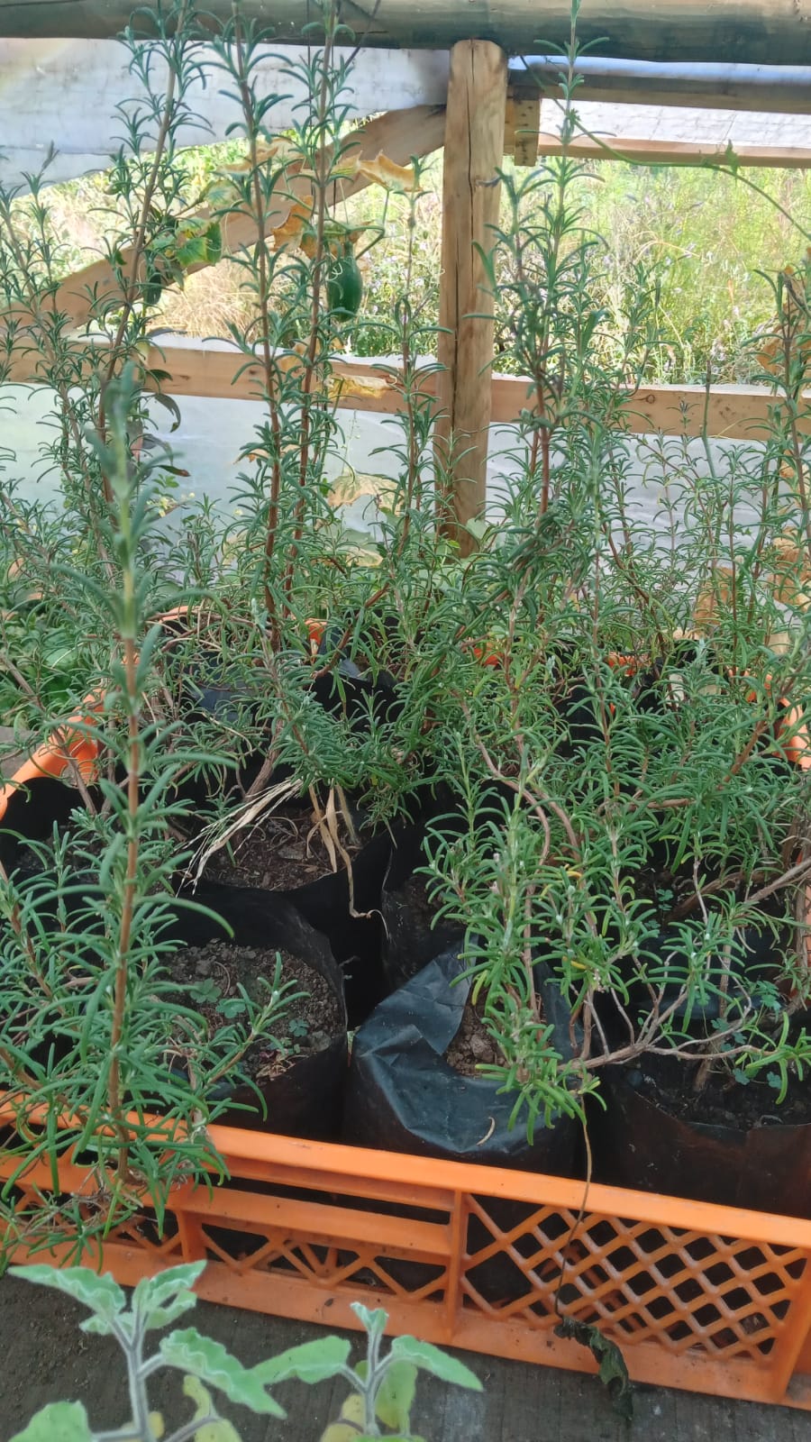 plantas nativas y de ortalizas