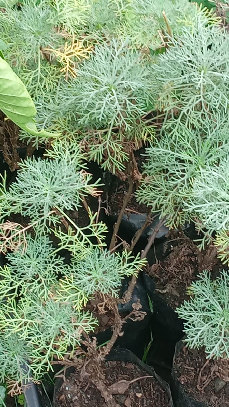 plantas nativas y de ortalizas