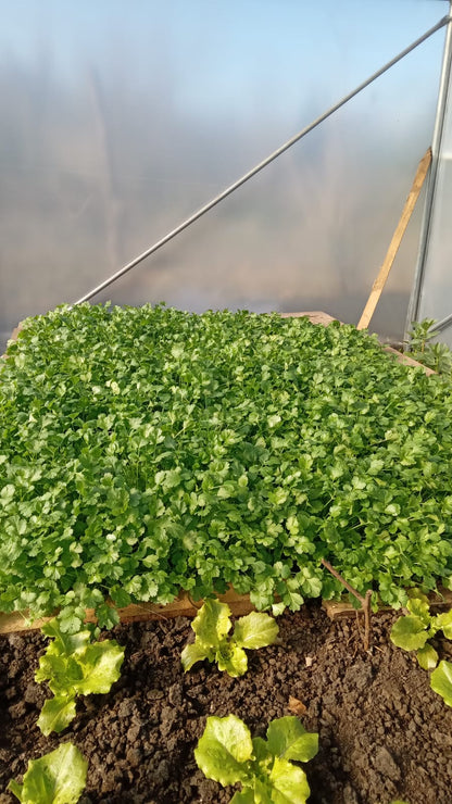 plantas nativas y de ortalizas