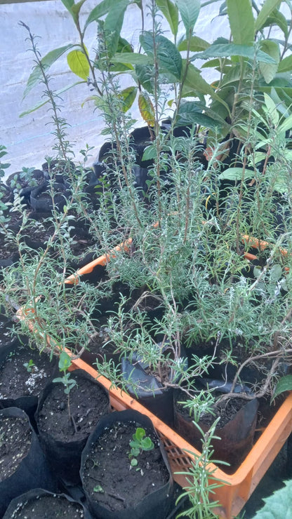 plantas nativas y de ortalizas