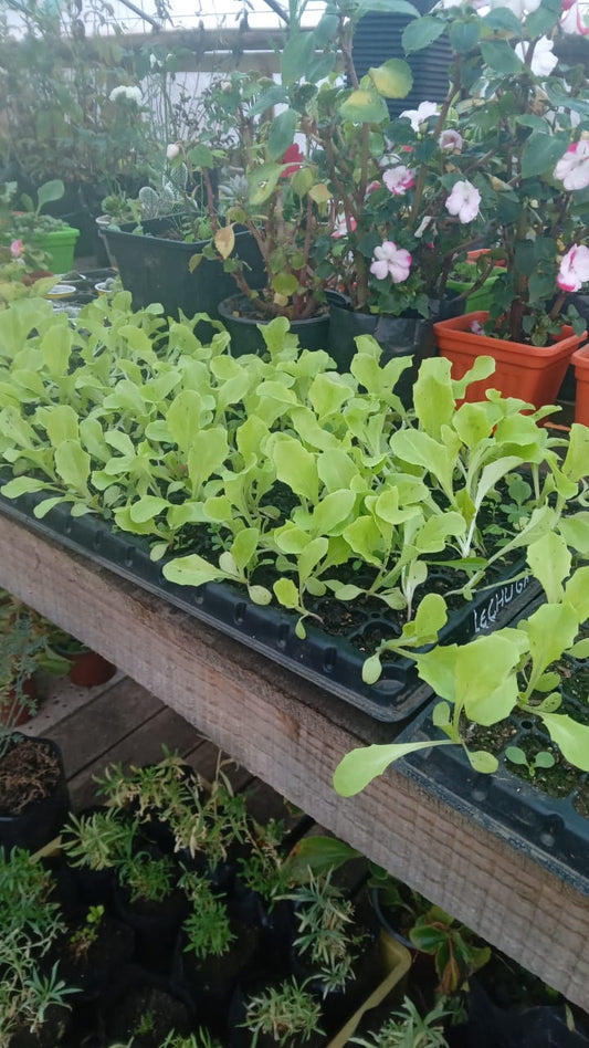 plantas nativas y de ortalizas