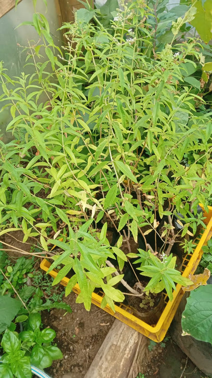 plantas nativas y de ortalizas